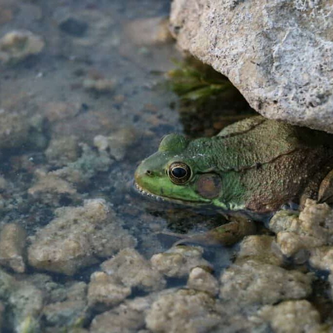 Youth Conference Frog In Water Featured Image